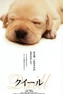 导盲犬小Q クイール